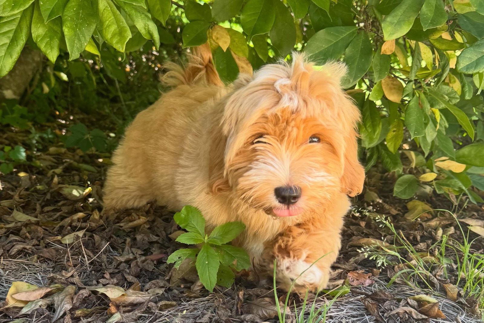A young doodle puppy resting in the shade of a bush