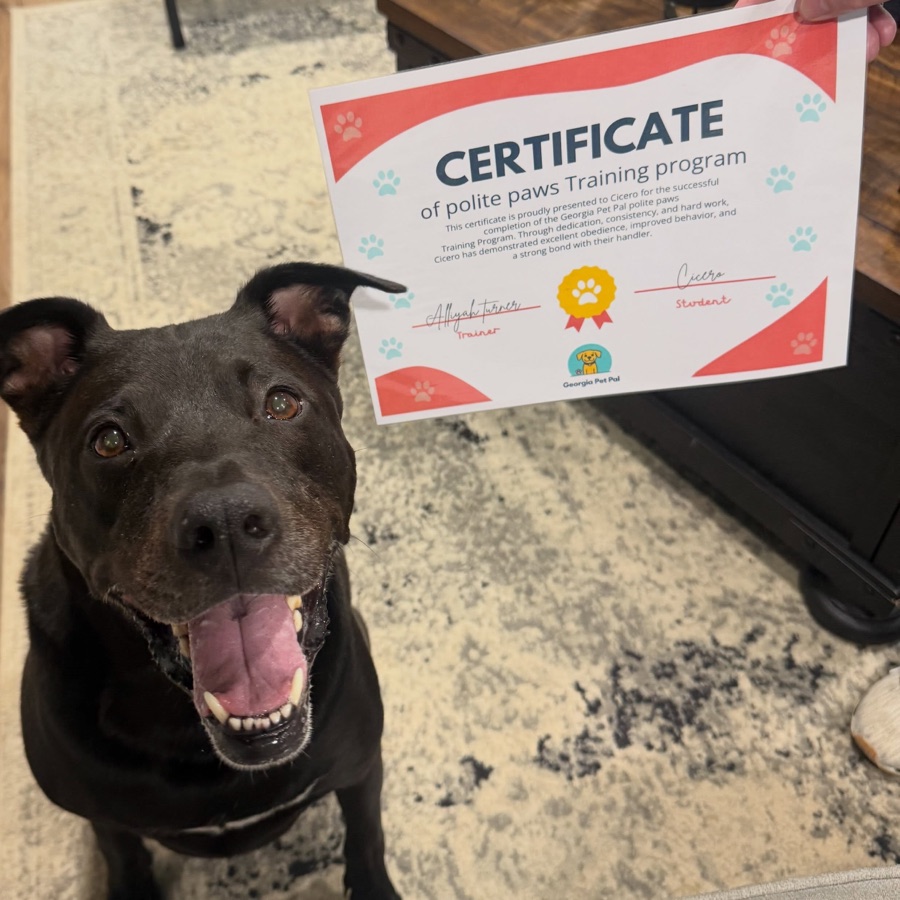 A black dog grinning beside its Polite Paws completion certificate