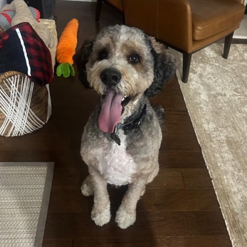 A doodle sitting and waiting during an indoor session