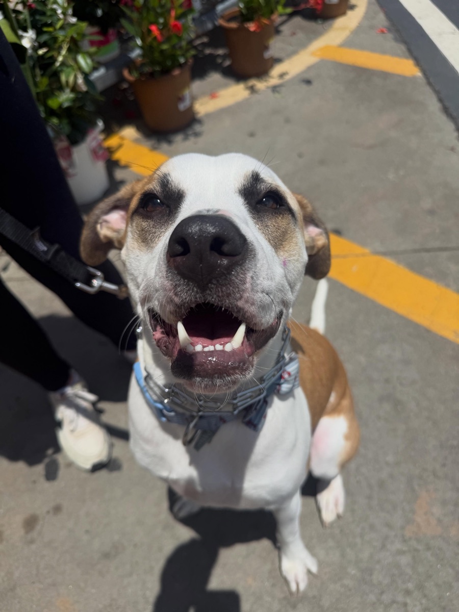 A dog on a lead looking up at its handler