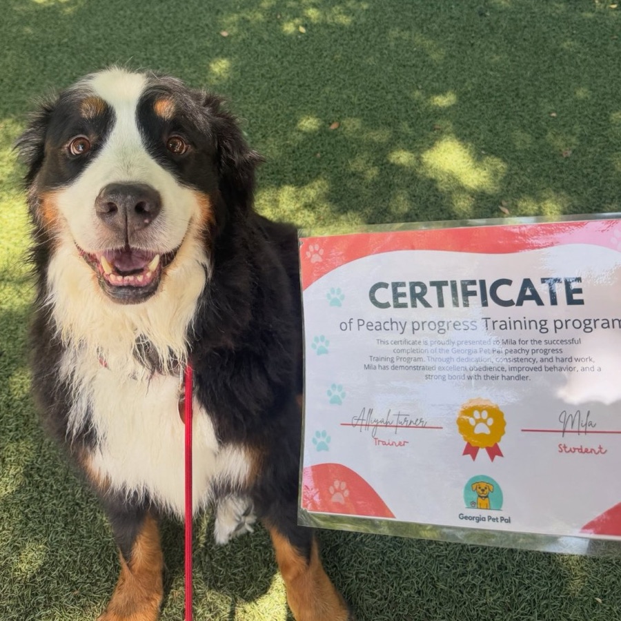 A bernese mountain dog sitting beside its Peachy Progress certificate