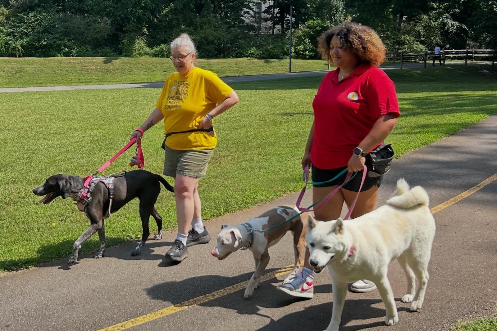 Alliyah and another trainer walking four dogs together along a park path