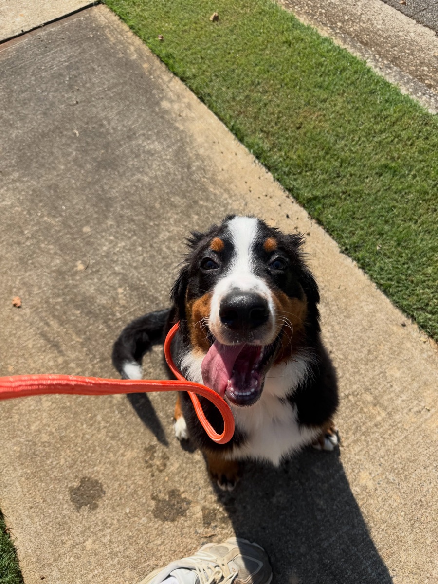 A bernese puppy on a lead outdoors during a session