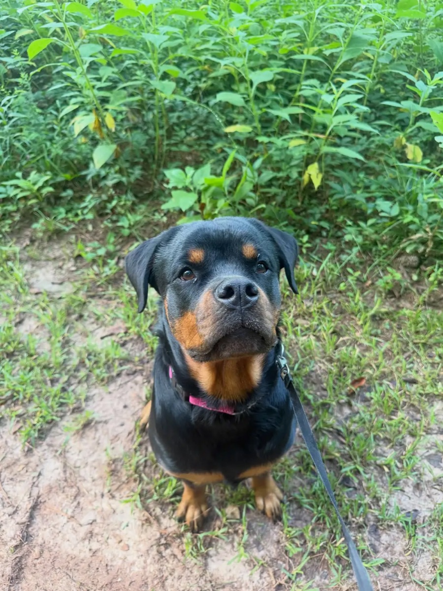 A rottweiler sitting calmly on a lead in long grass