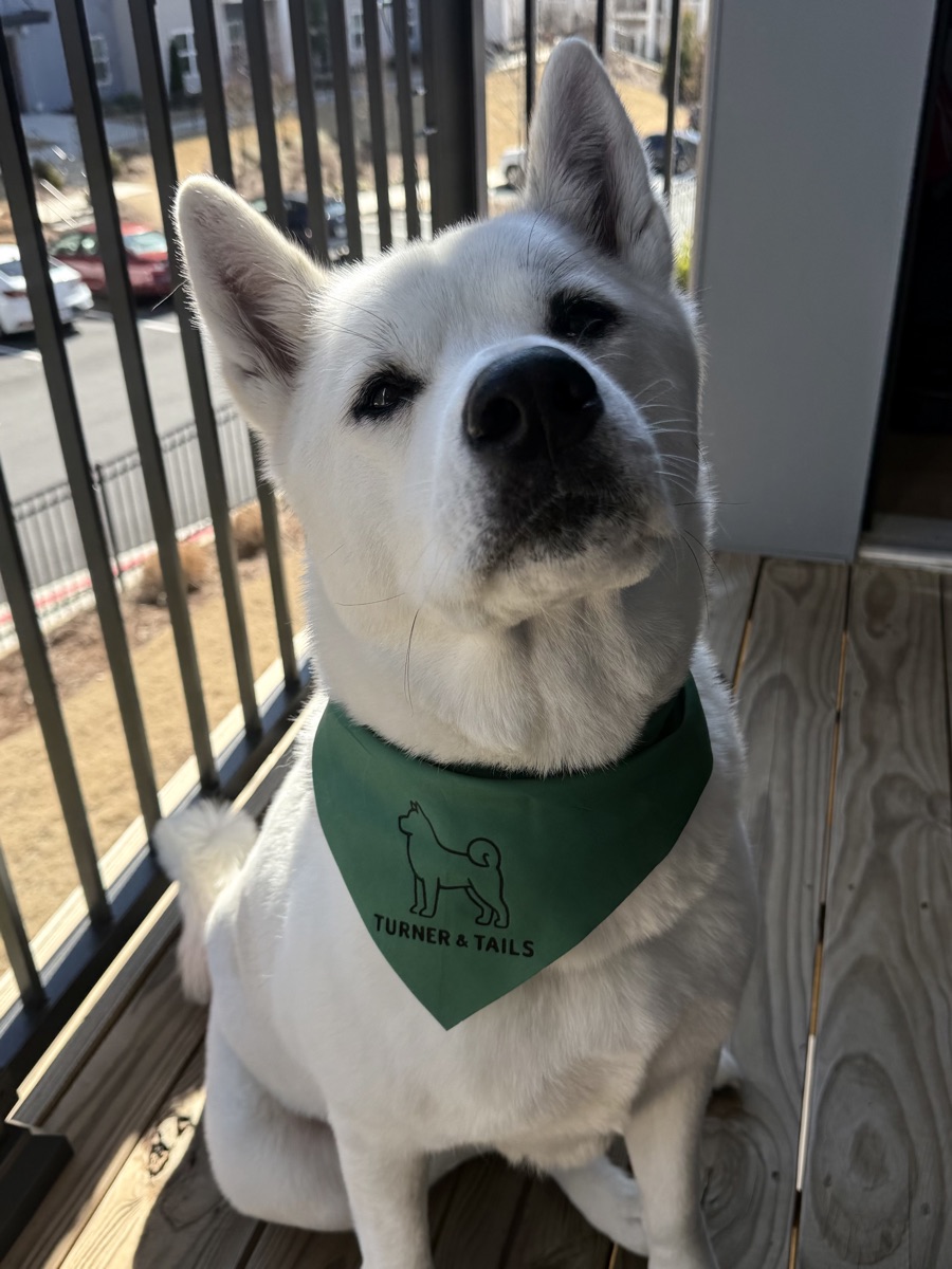 A white akita in a green Turner & Tails bandana, sitting on a balcony