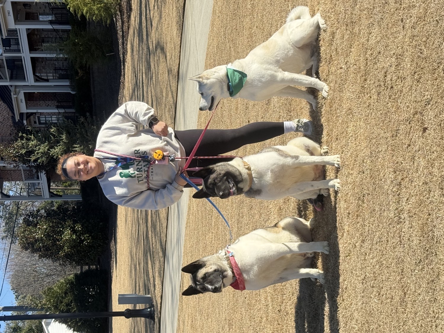 Alliyah Turner standing behind three akitas holding a sit on the grass